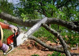 Tree and Shrub Care in Fuquay Varina, NC